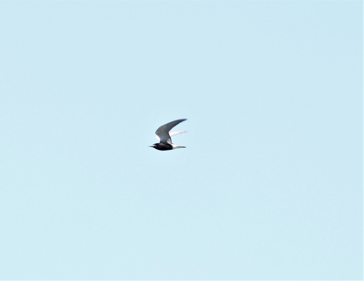 Black Tern - ML358099631