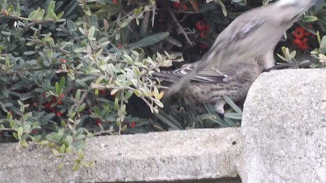 Chilean Mockingbird - ML358100651