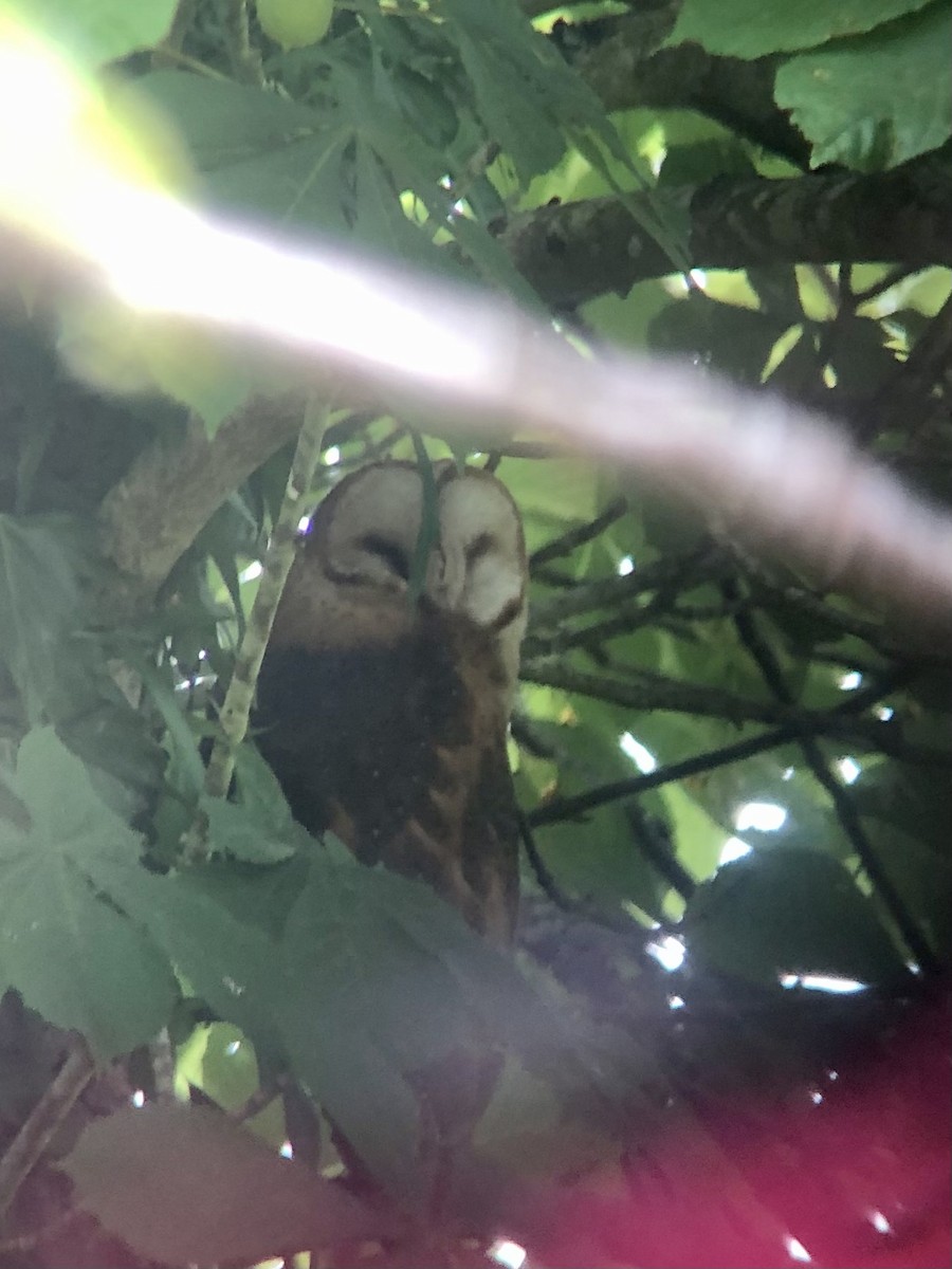 Barn Owl - Christian Engelstoft