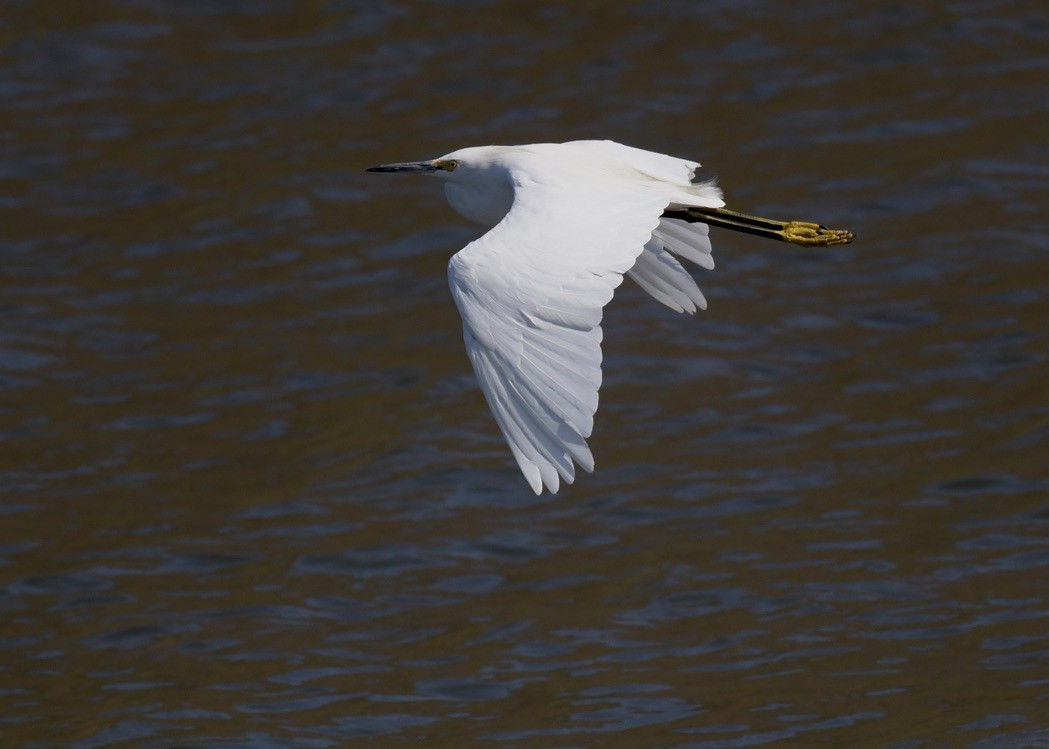 Snowy Egret - ML358102721