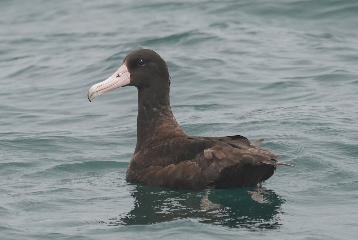 Short-tailed Albatross - Teri Zambon True