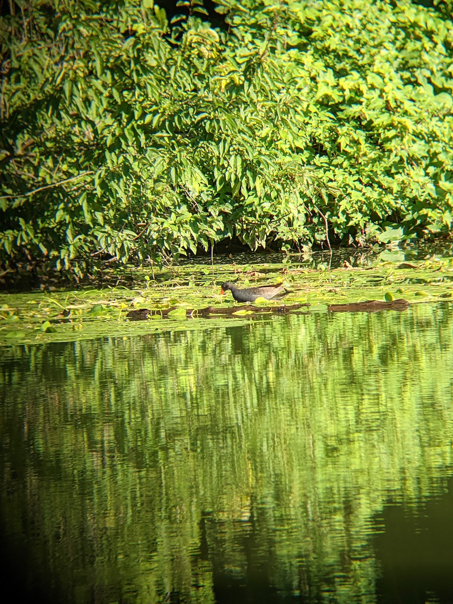 Common Gallinule - ML358103771