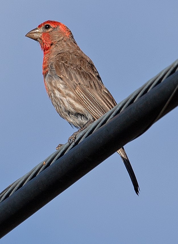House Finch - ML358105281