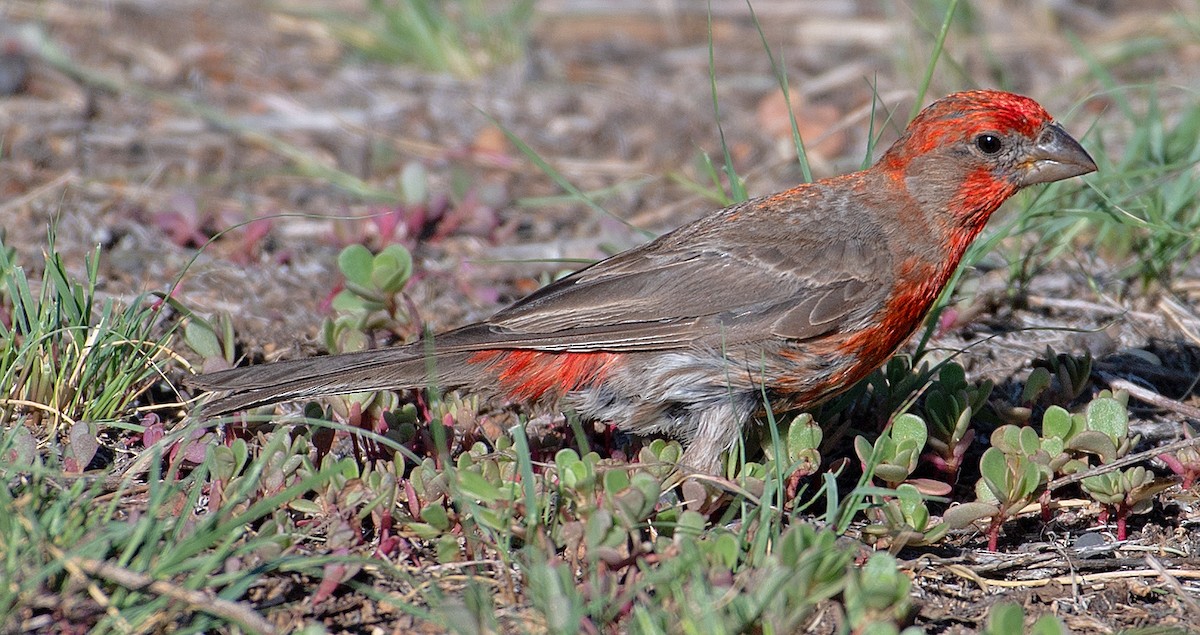 House Finch - ML358105311