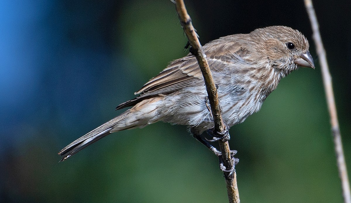 House Finch - ML358105321