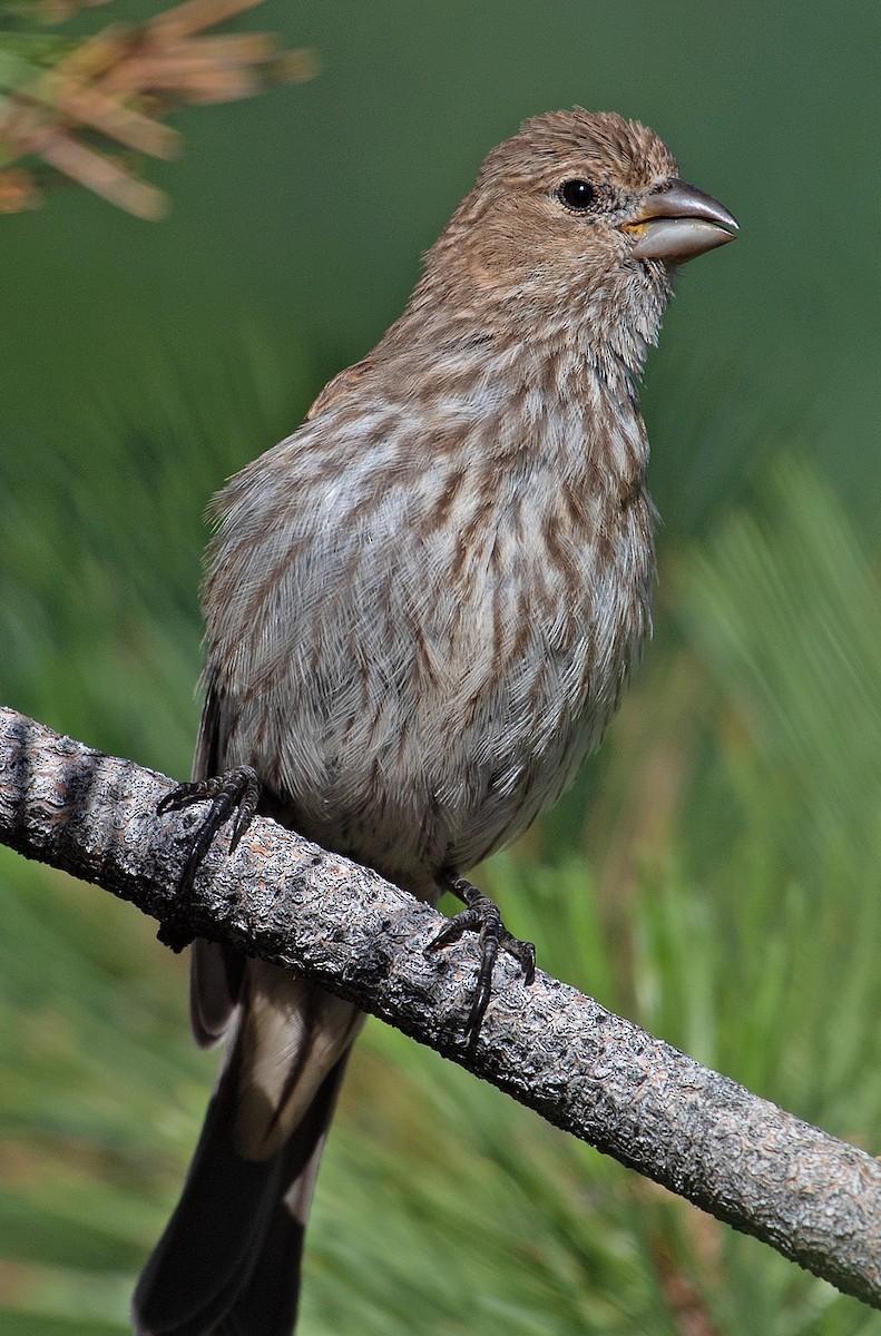 House Finch - ML358105371