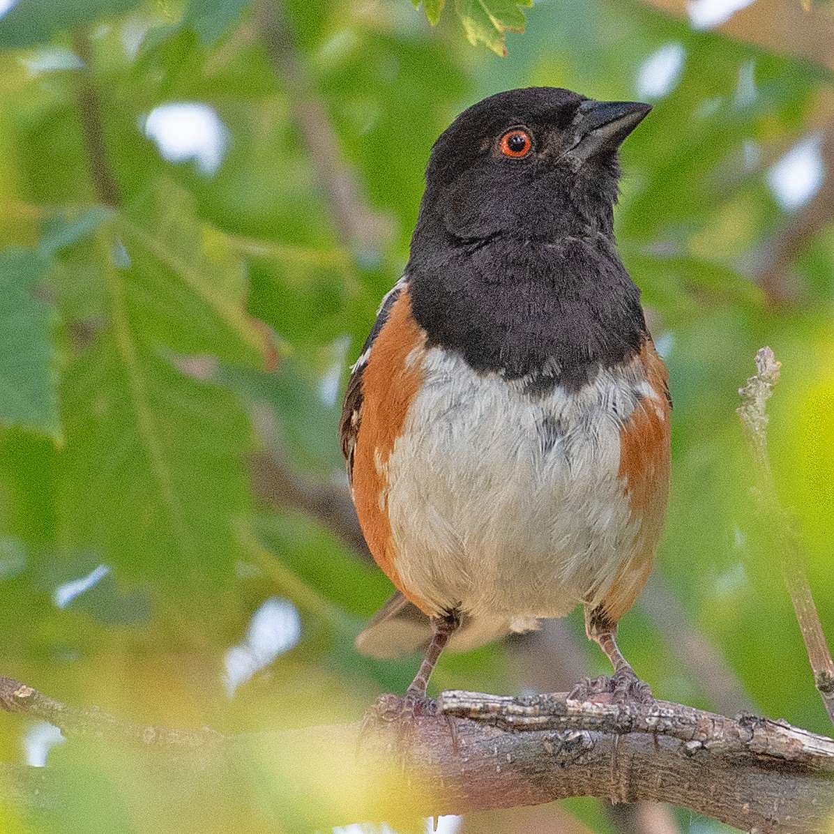 Spotted Towhee - ML358105381