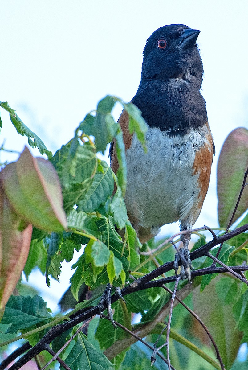 Spotted Towhee - ML358105391