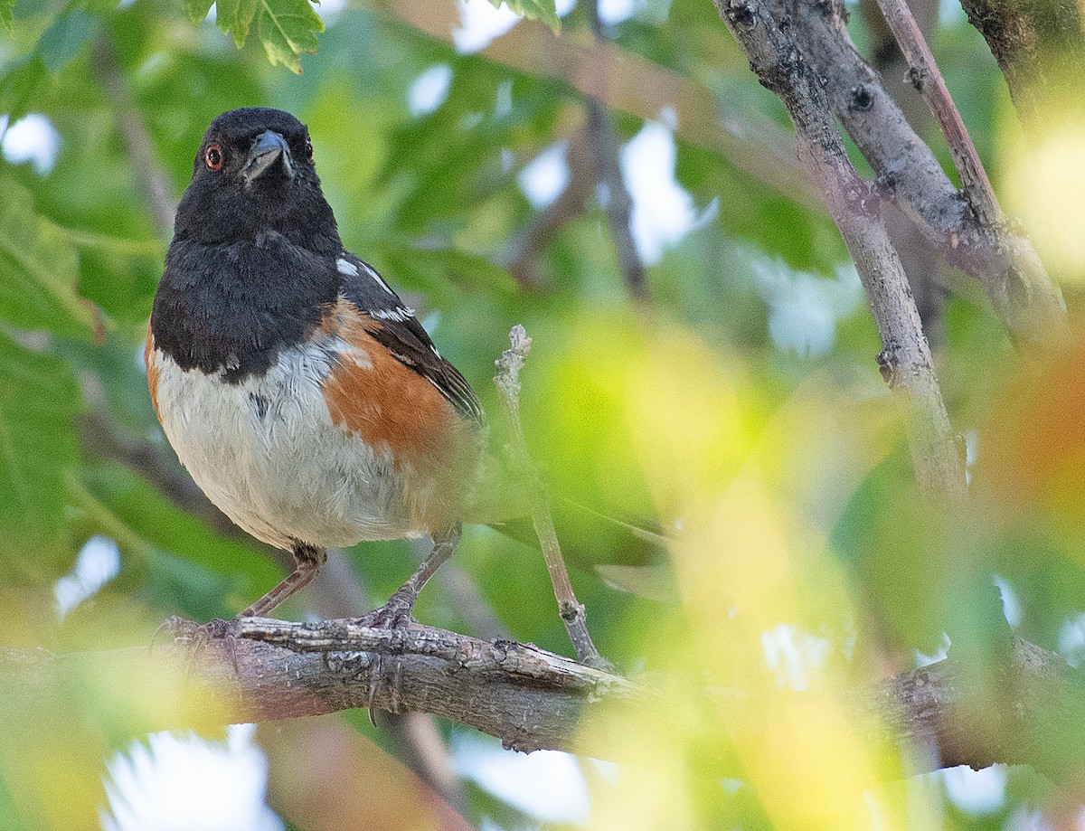 Spotted Towhee - ML358105401