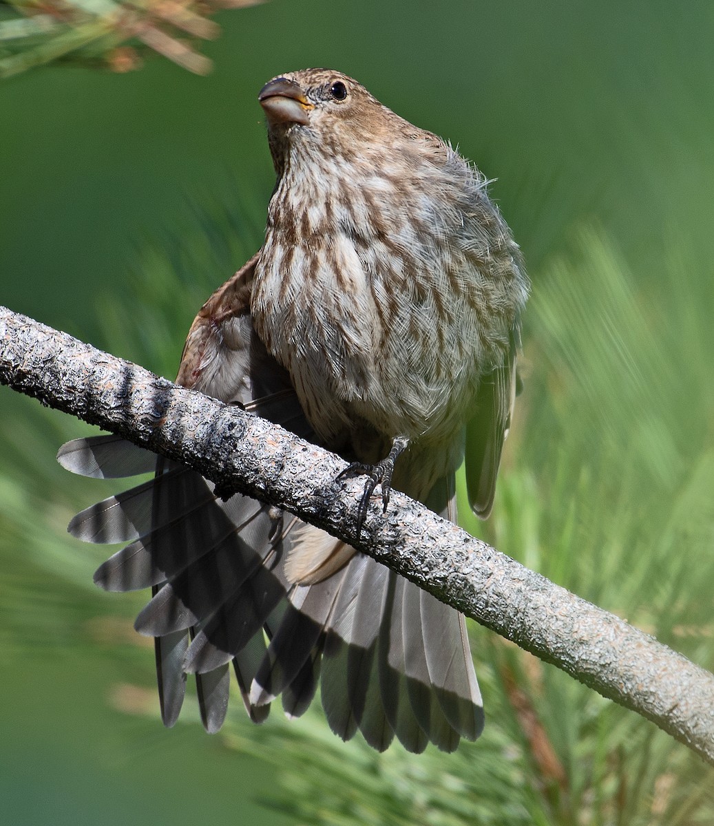 House Finch - ML358105411