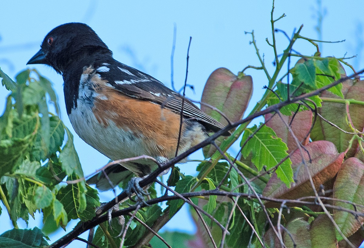 Spotted Towhee - ML358105421