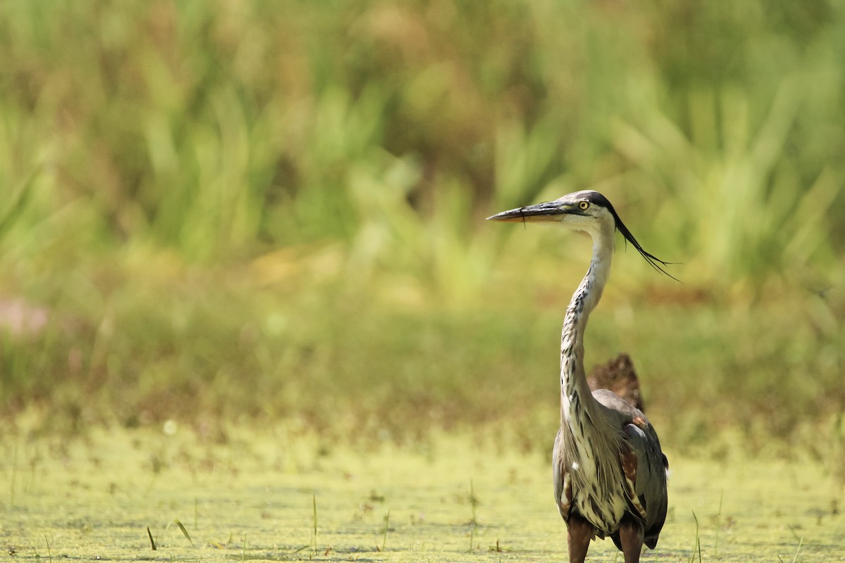 Great Blue Heron - b buchanan