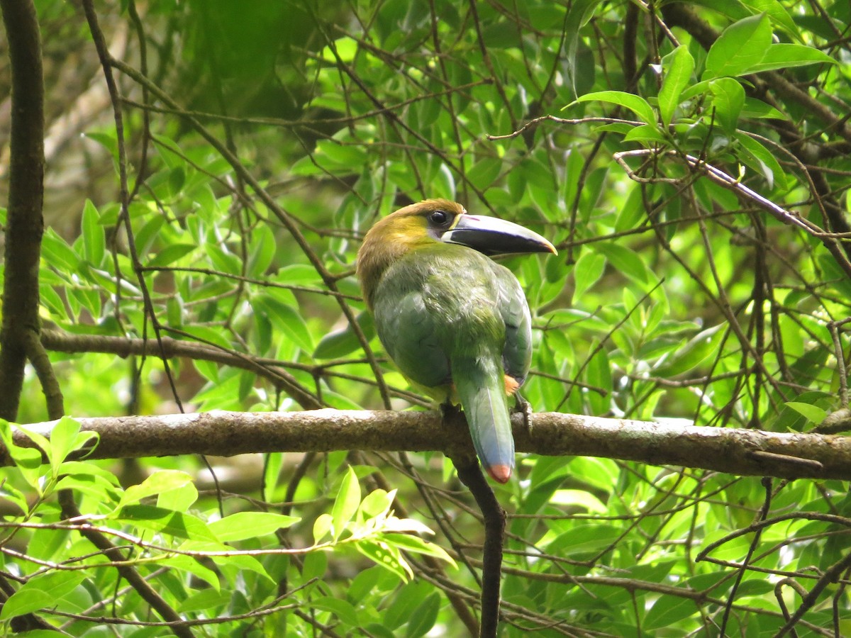 Northern Emerald-Toucanet - ML35810681