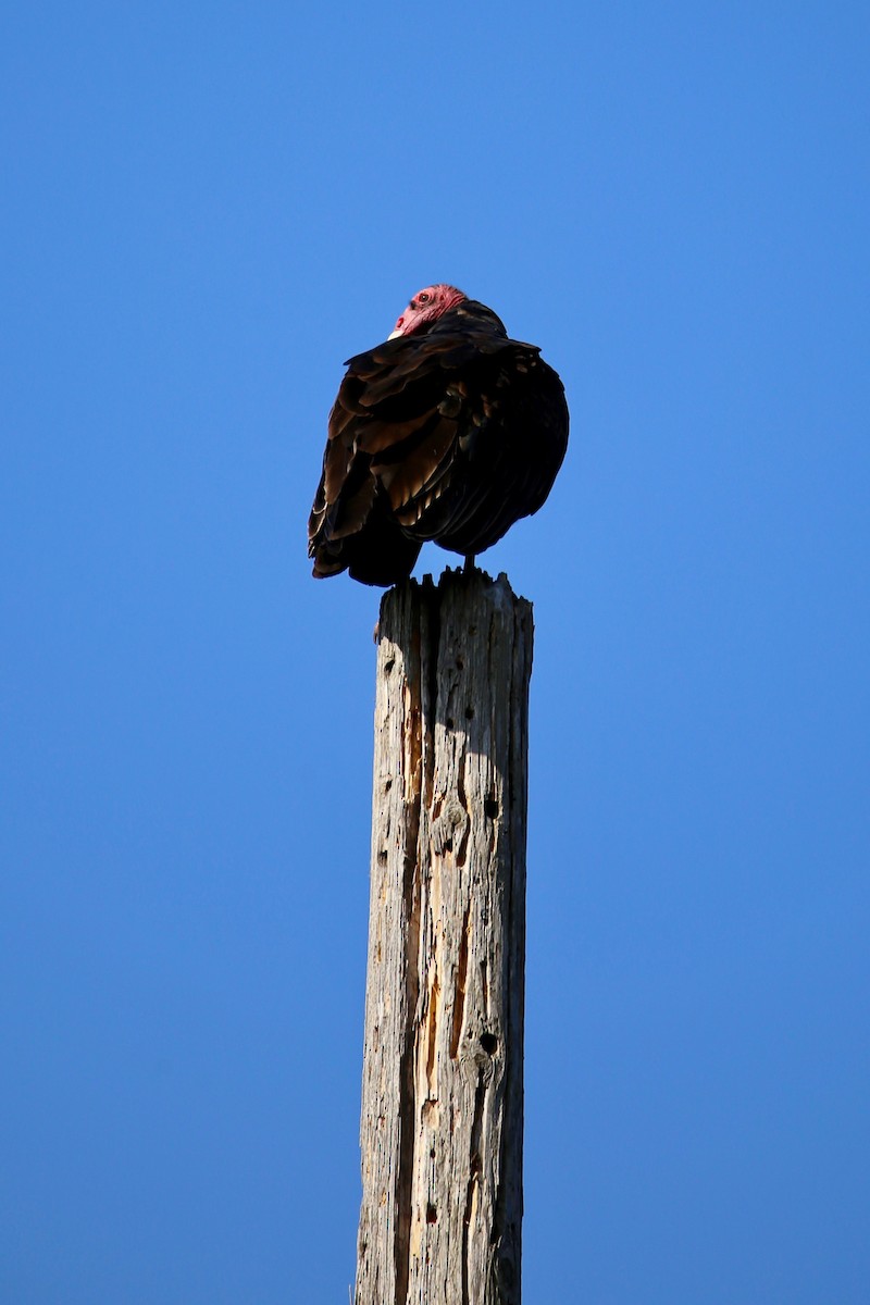 Turkey Vulture - ML358108151