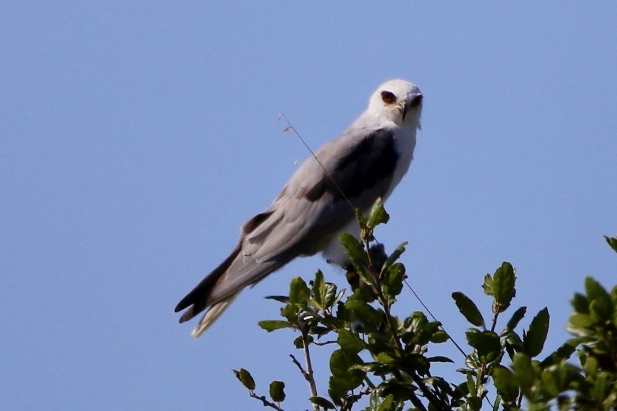 White-tailed Kite - ML358108201