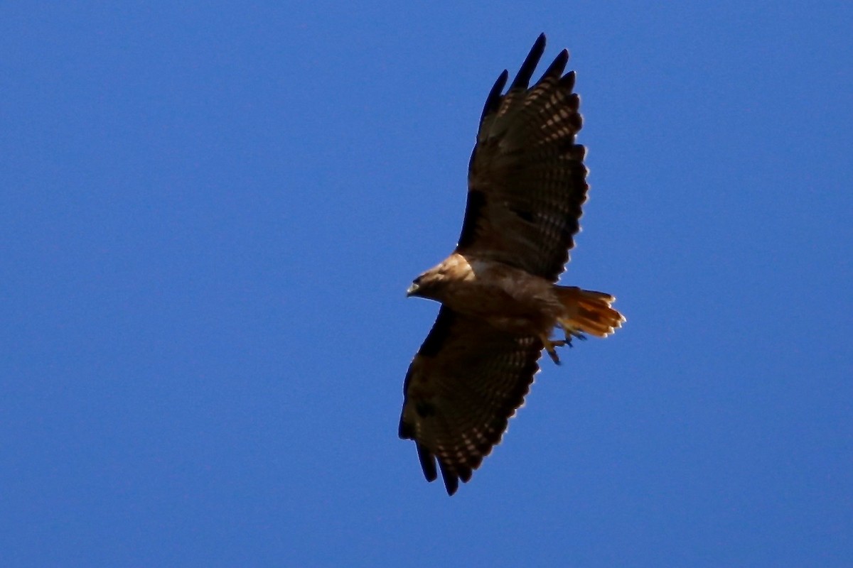 Red-tailed Hawk - ML358108411