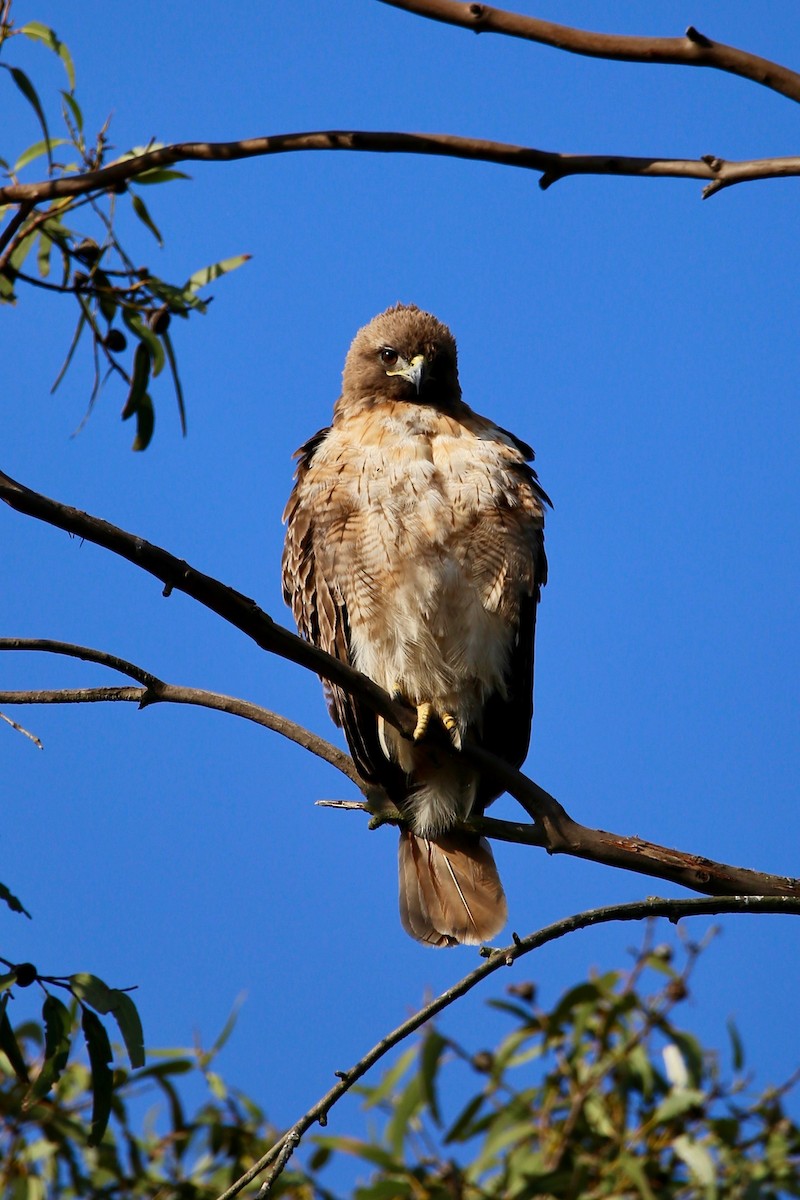 Red-tailed Hawk - ML358108421