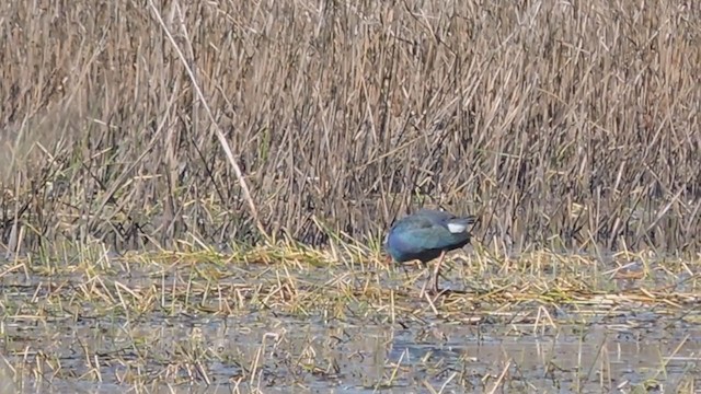 Talève à tête grise - ML358108971