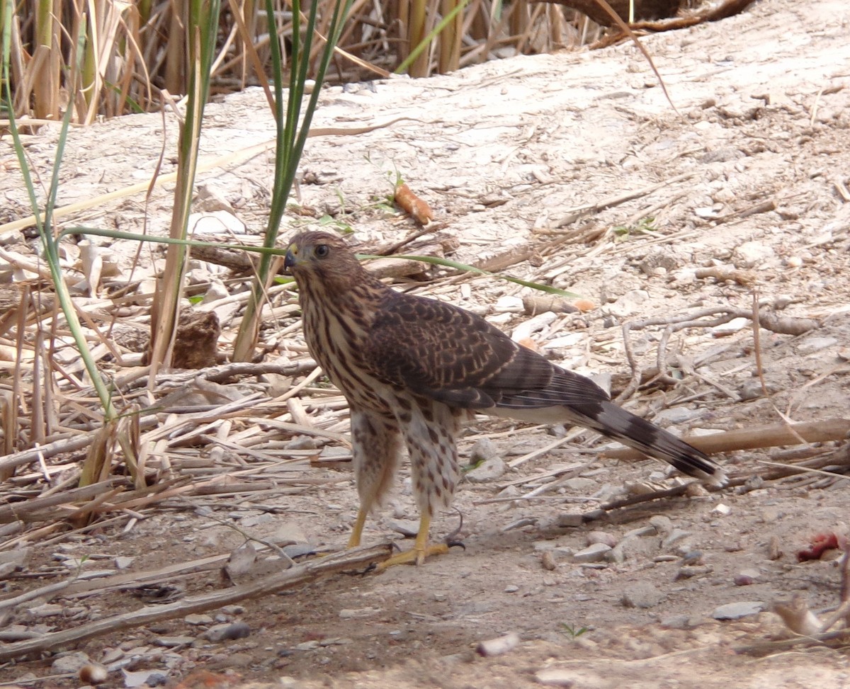 Cooper's Hawk - ML358109061