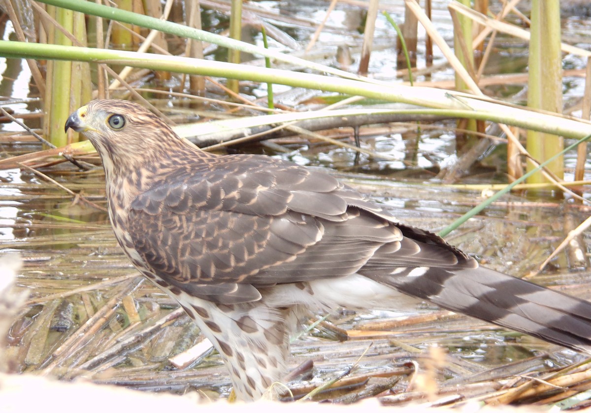 Cooper's Hawk - ML358109131