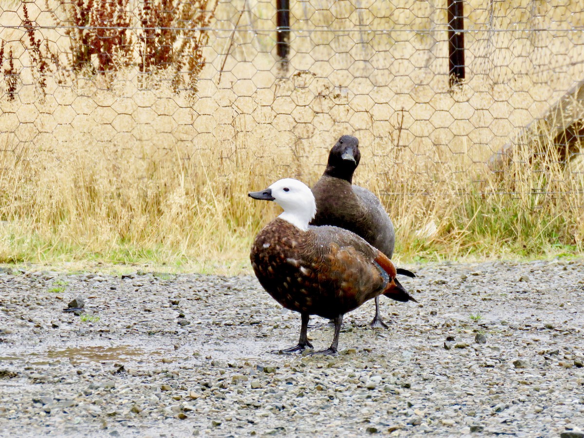 Paradise Shelduck - ML358109141