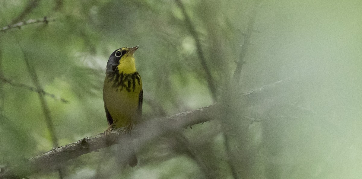 Canada Warbler - ML358110161