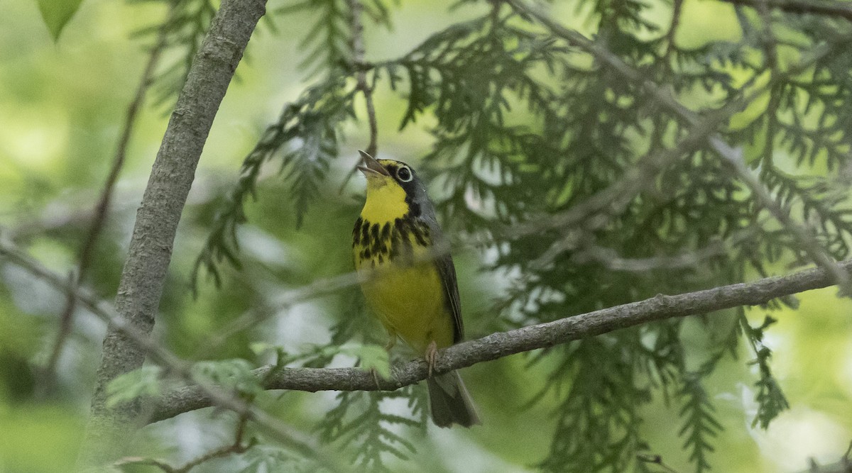 Canada Warbler - ML358110181