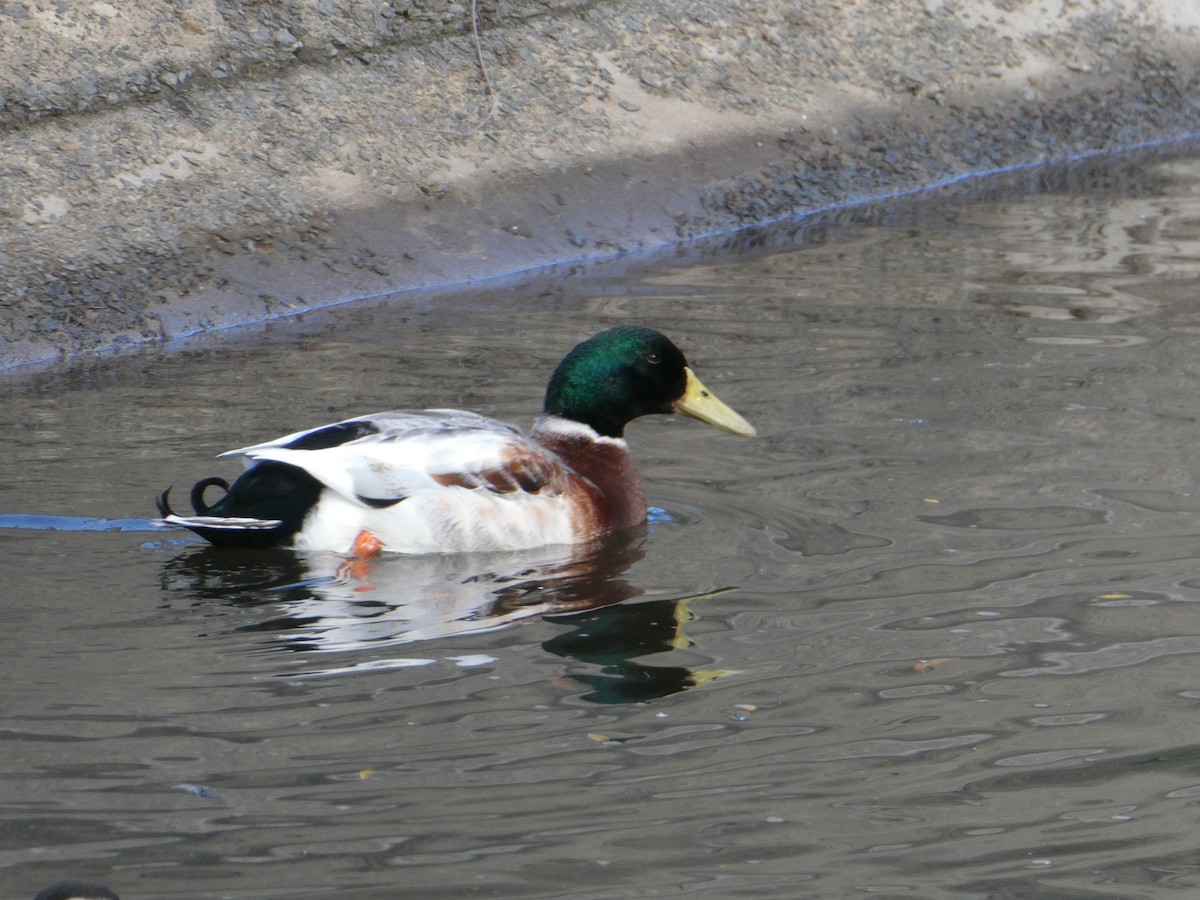 Mallard (Domestic type) - ML358111091