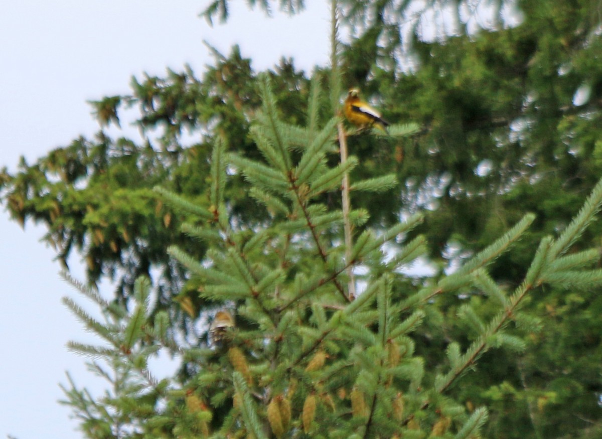 Evening Grosbeak - Andrew S. Aldrich