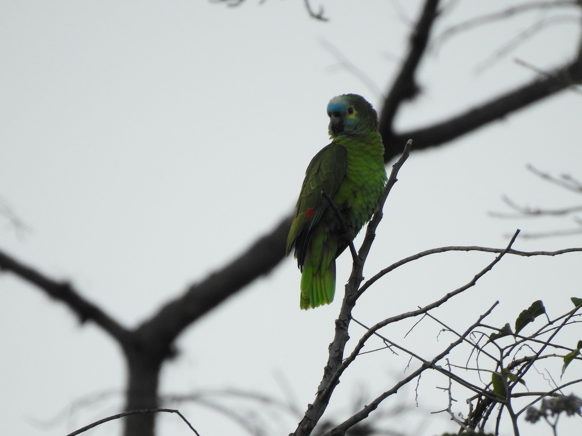 Turquoise-fronted Parrot - ML358112791