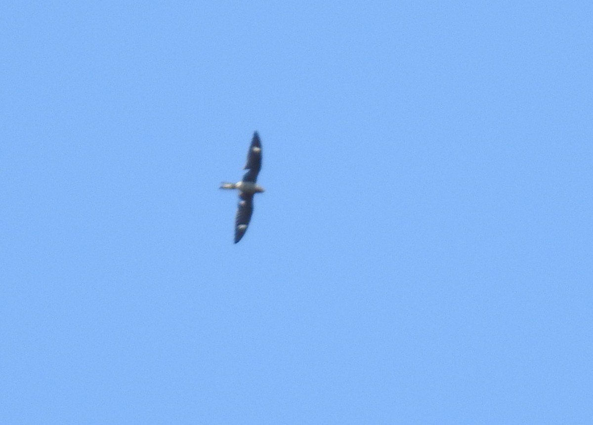 Common Nighthawk - ML35811431