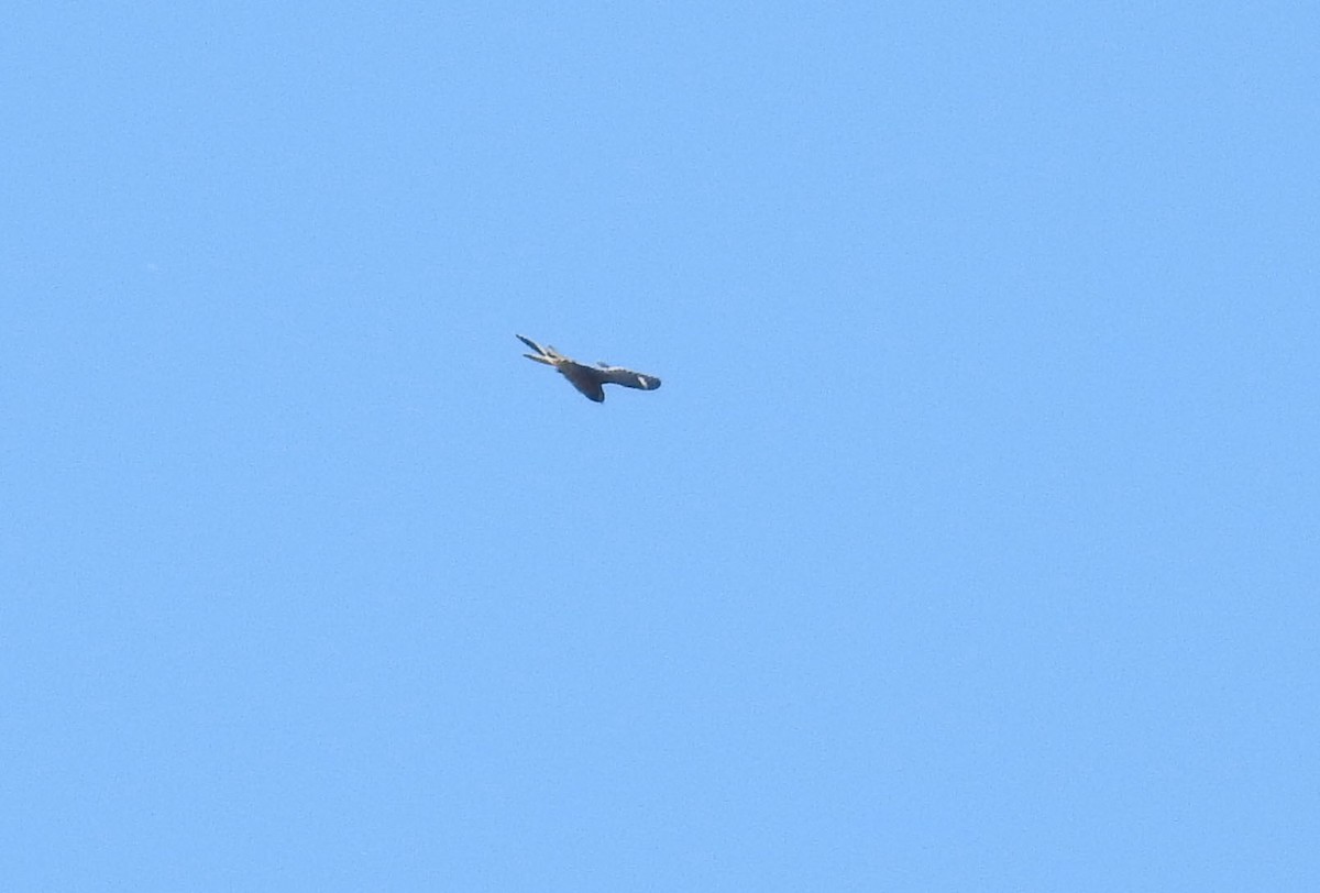 Common Nighthawk - ML35811471