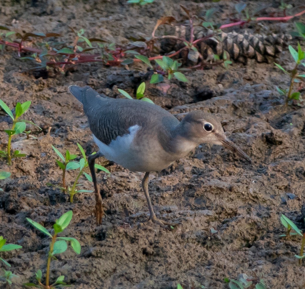 Spotted Sandpiper - Chad Meyer