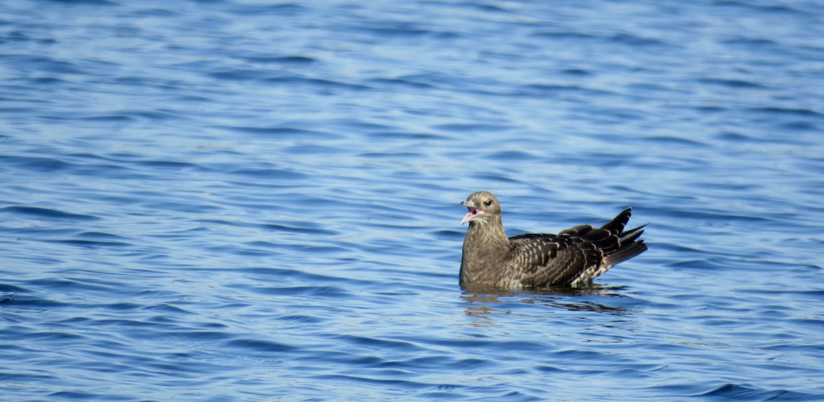 Parasitic Jaeger - ML358115901