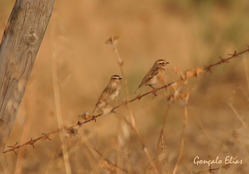 Whinchat - Gonçalo Elias