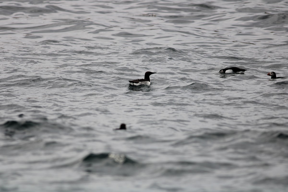 Common Murre - ML358117961