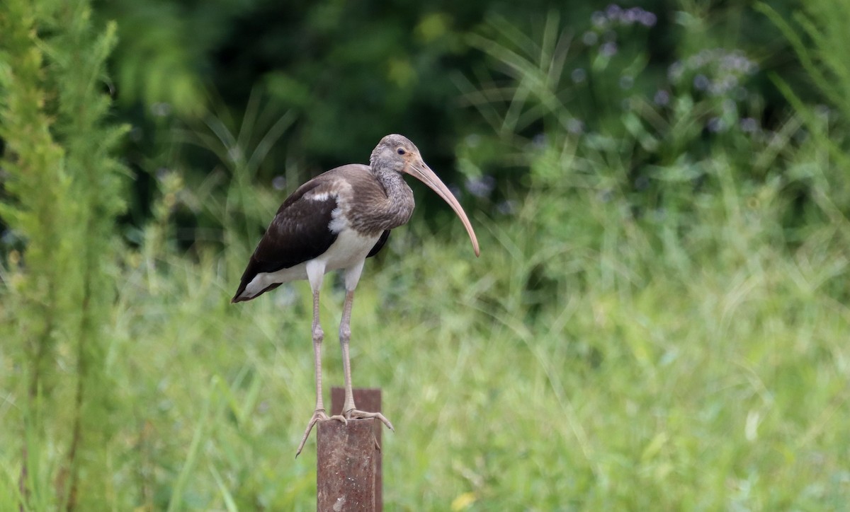 White Ibis - ML358118011