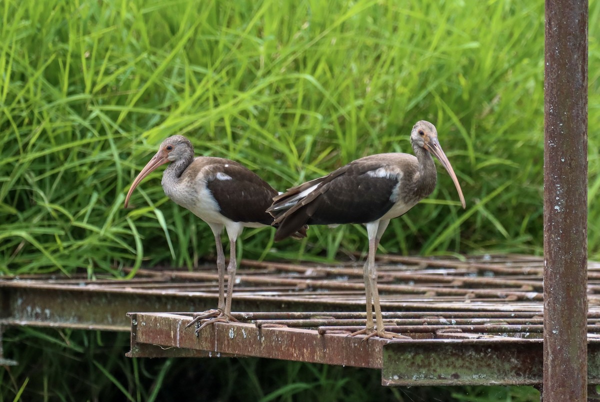White Ibis - ML358118041