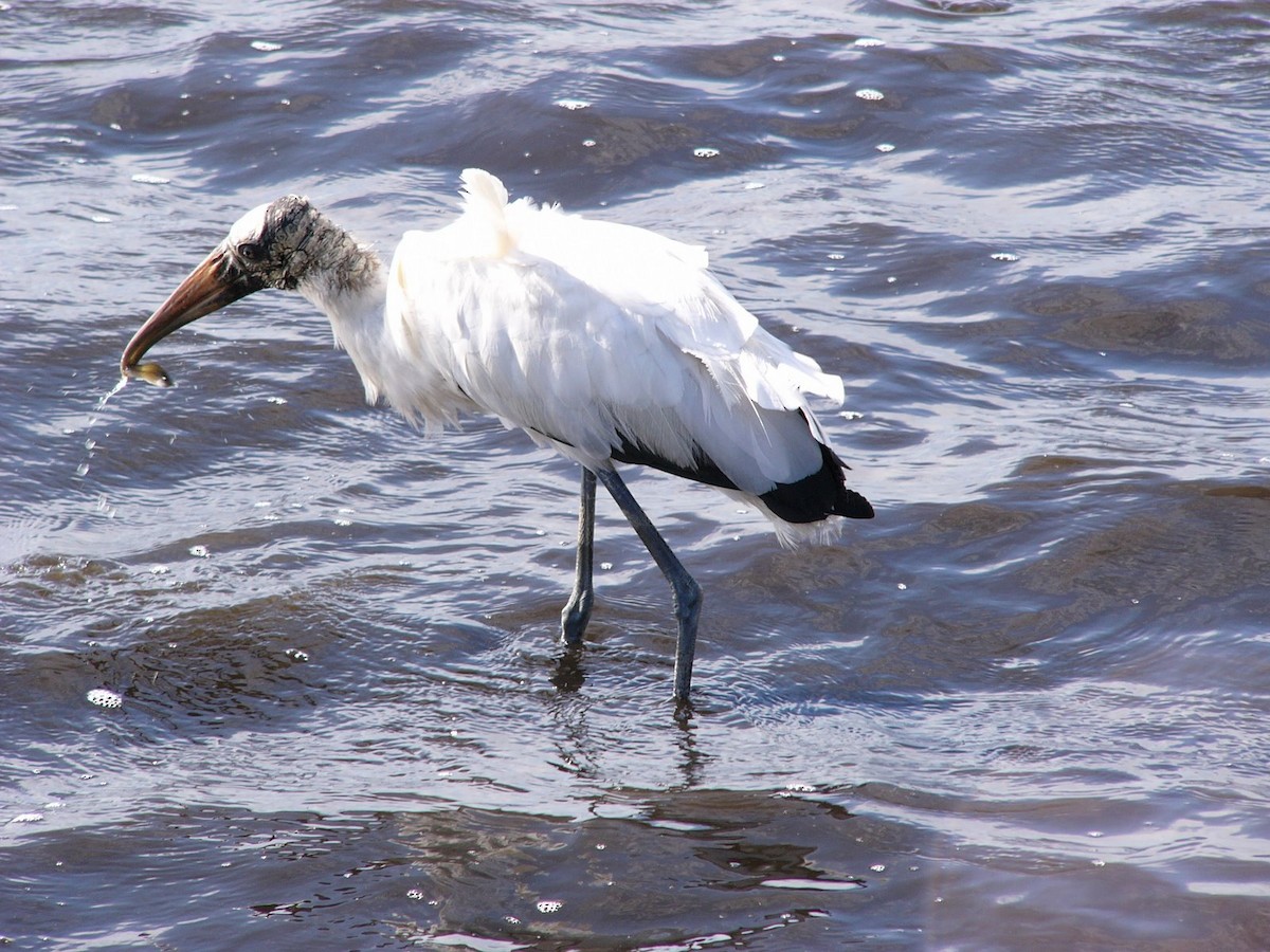 Wood Stork - ML358118581