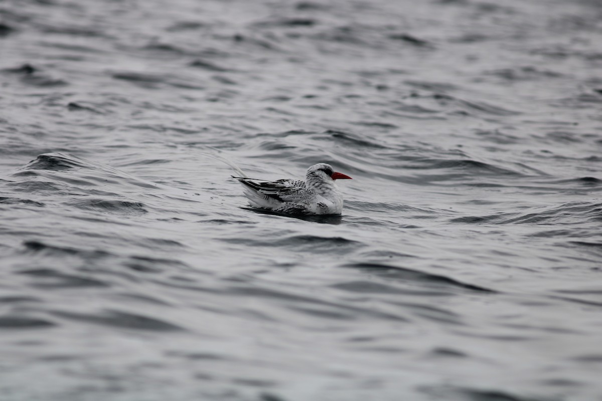 Red-billed Tropicbird - ML358119041