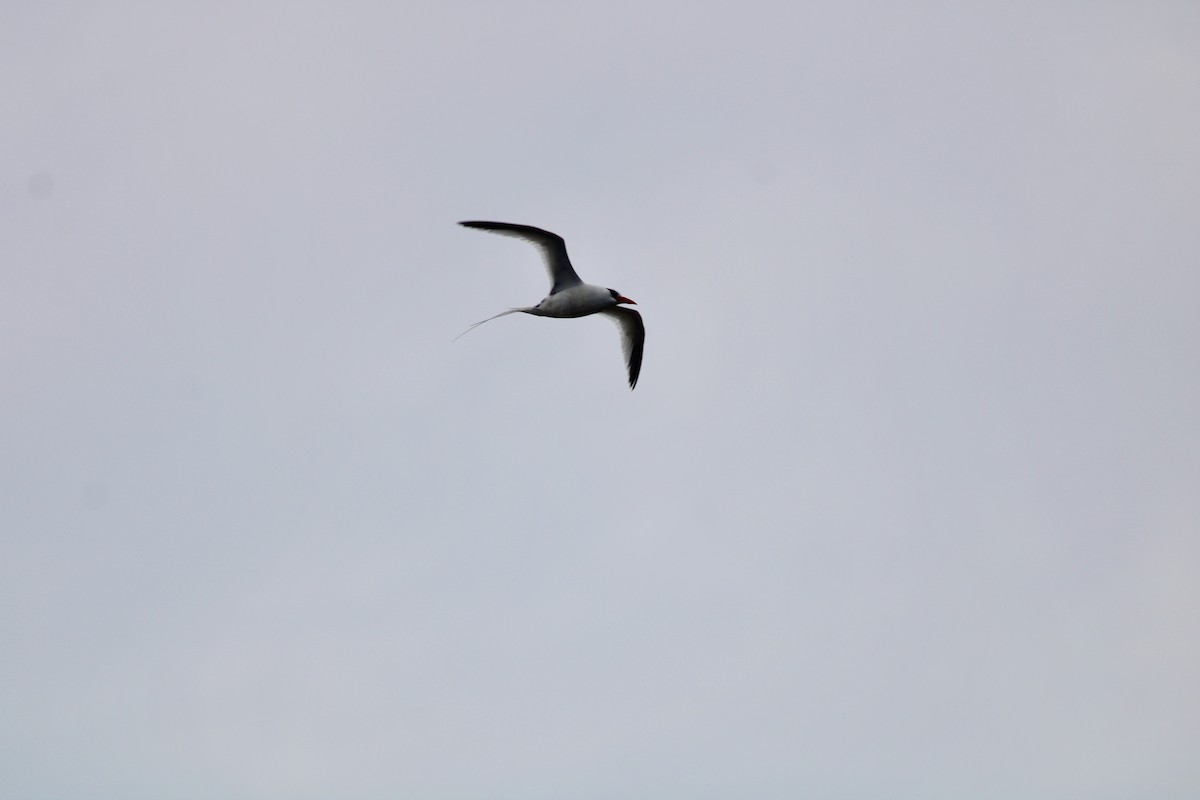 Red-billed Tropicbird - ML358119181