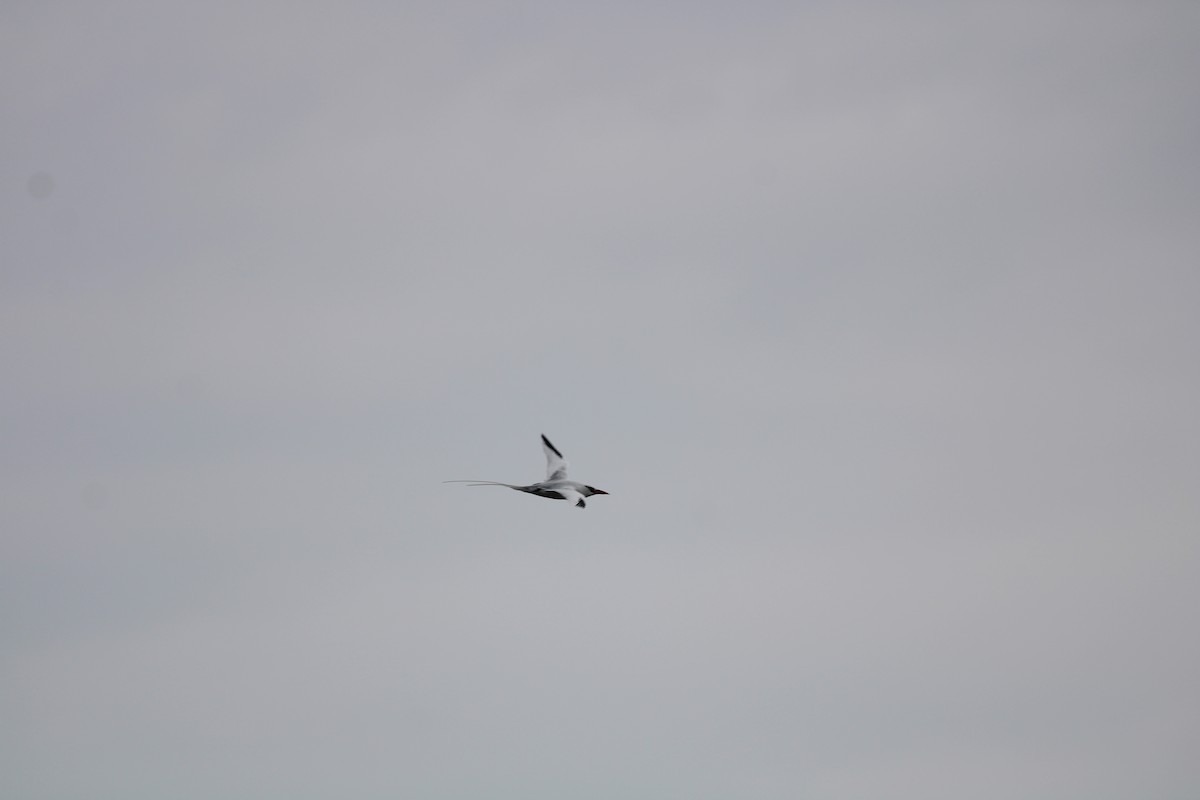 Red-billed Tropicbird - ML358119251