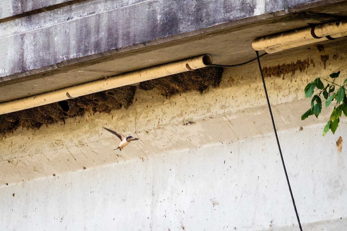 Barn Swallow - ML358120061