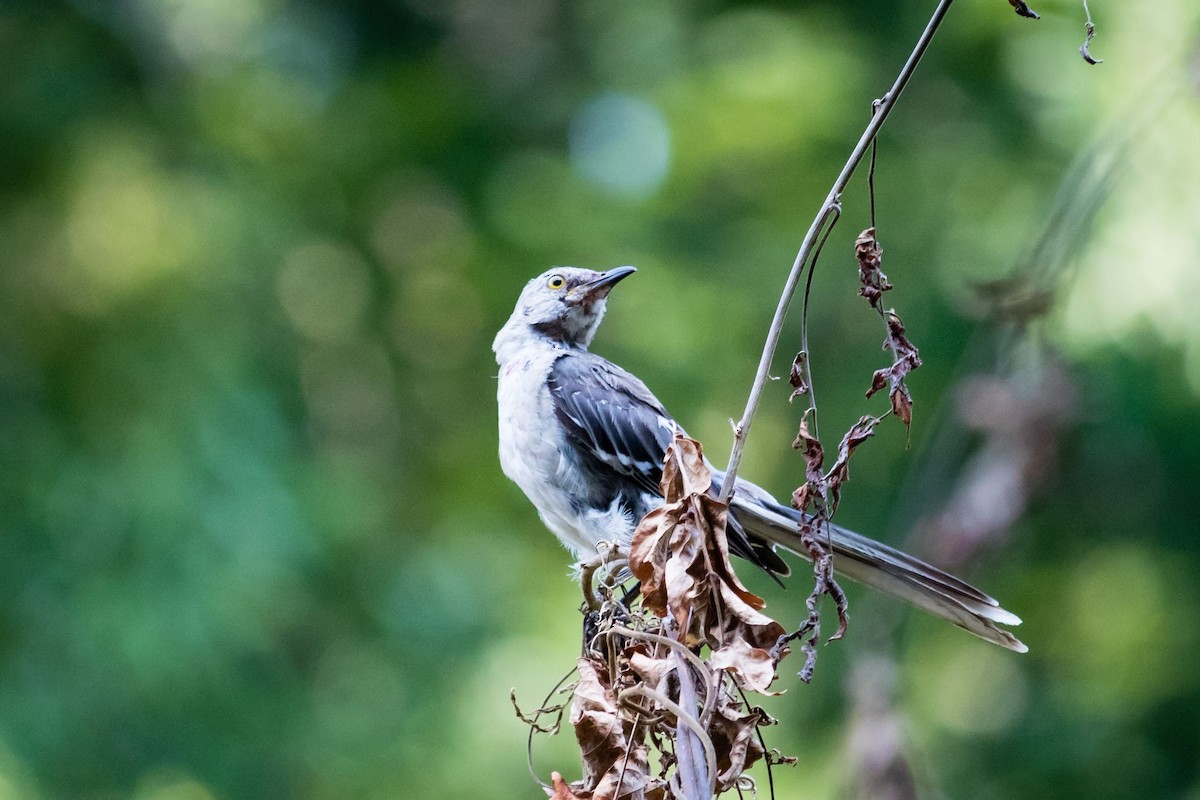 Northern Mockingbird - Jonah Bishop