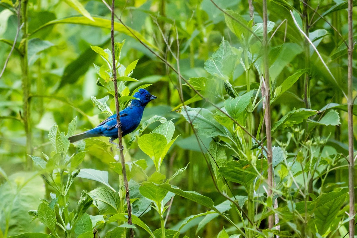 Indigo Bunting - ML358120261