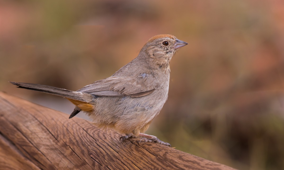 Canyon Towhee - ML358120541