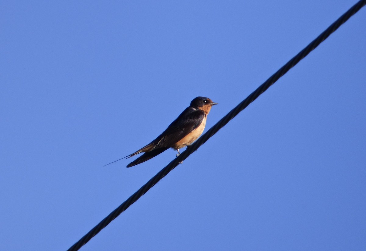 Barn Swallow - ML35812111