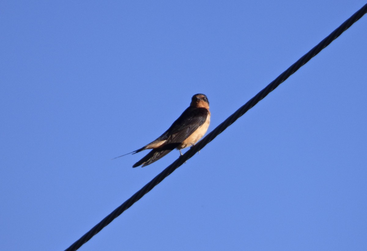 Barn Swallow - ML35812121