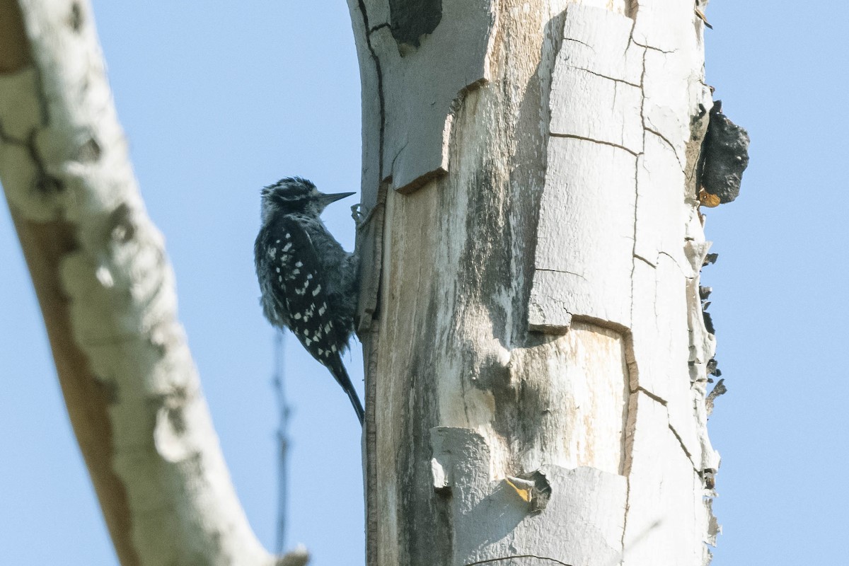 Nuttall's Woodpecker - James McNamara