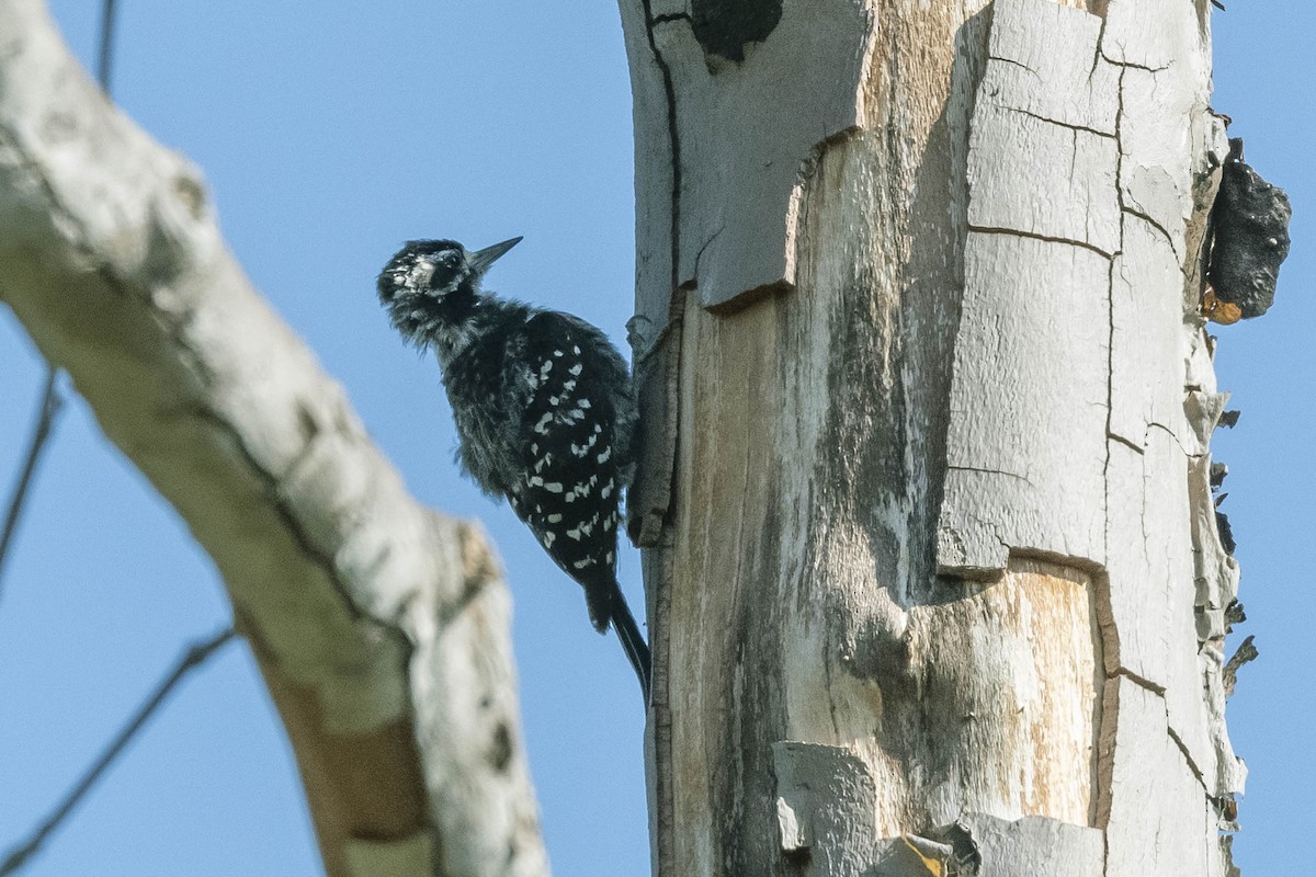 Nuttall's Woodpecker - James McNamara